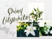 Carily Fresh Modern Script